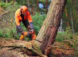 Best Seasonal Cleanup (Spring/Fall)  in Denmark, SC