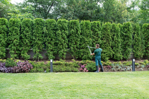 Lawn Renovation and Restoration in Denmark, SC