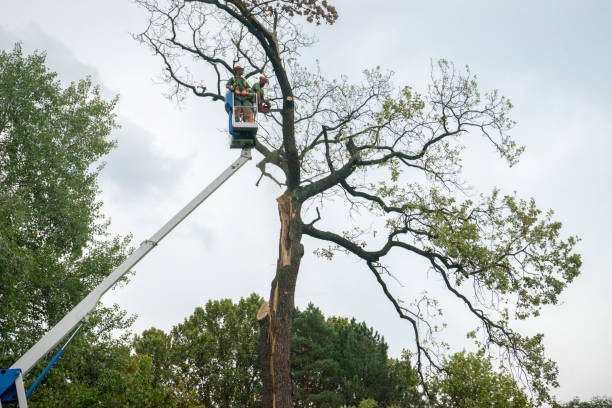 Reliable Denmark, SC Tree Services Solutions