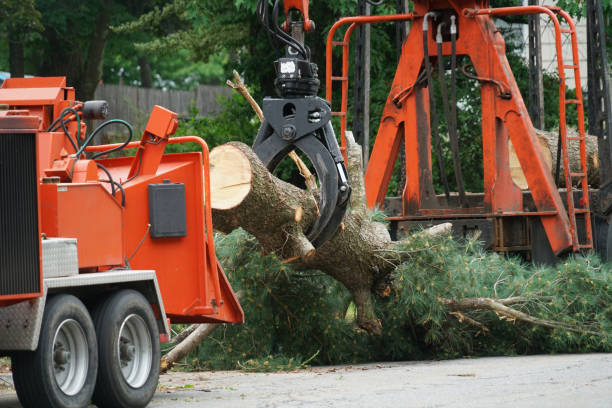 Best Tree Trimming and Pruning  in Denmark, SC