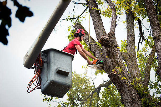 Best Commercial Tree Services  in Denmark, SC