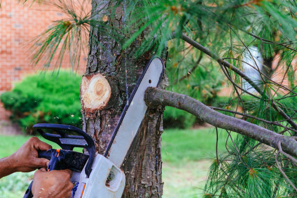 Best Arborist Consultation Services  in Denmark, SC