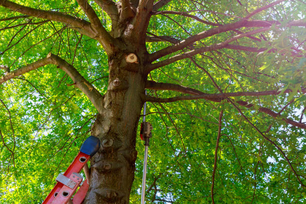 Best Tree Disease Treatment  in Denmark, SC